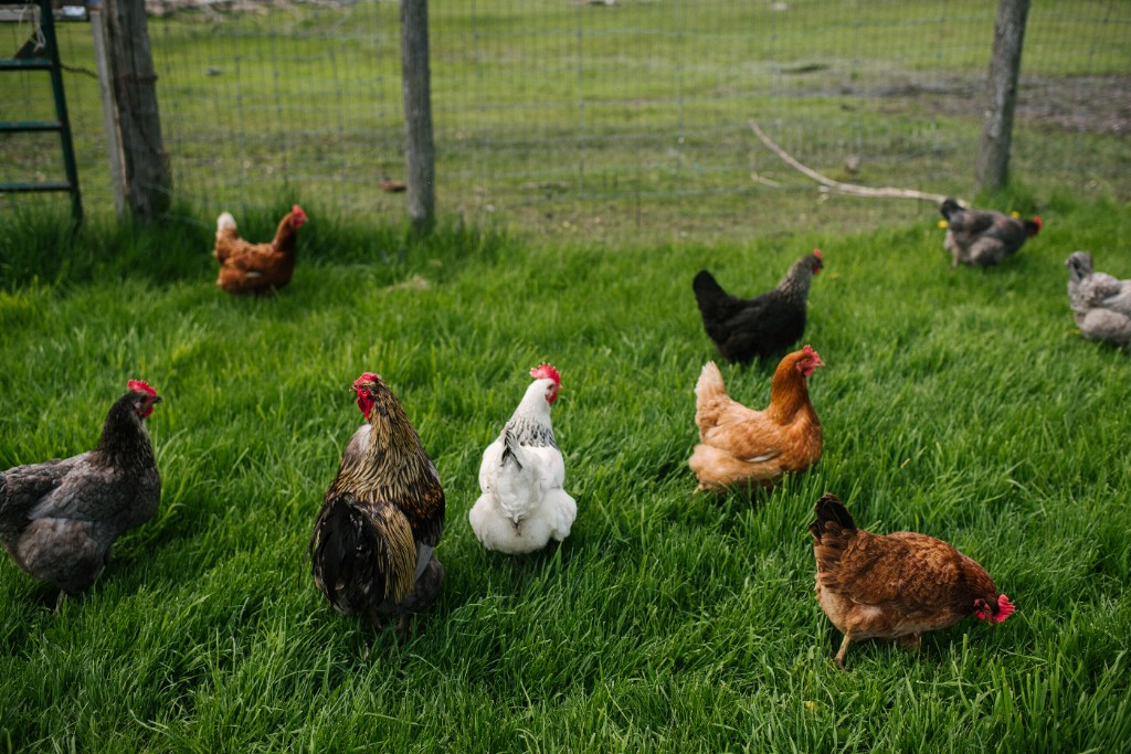 Bobby Built Farms pasture-raised chickens on green grass